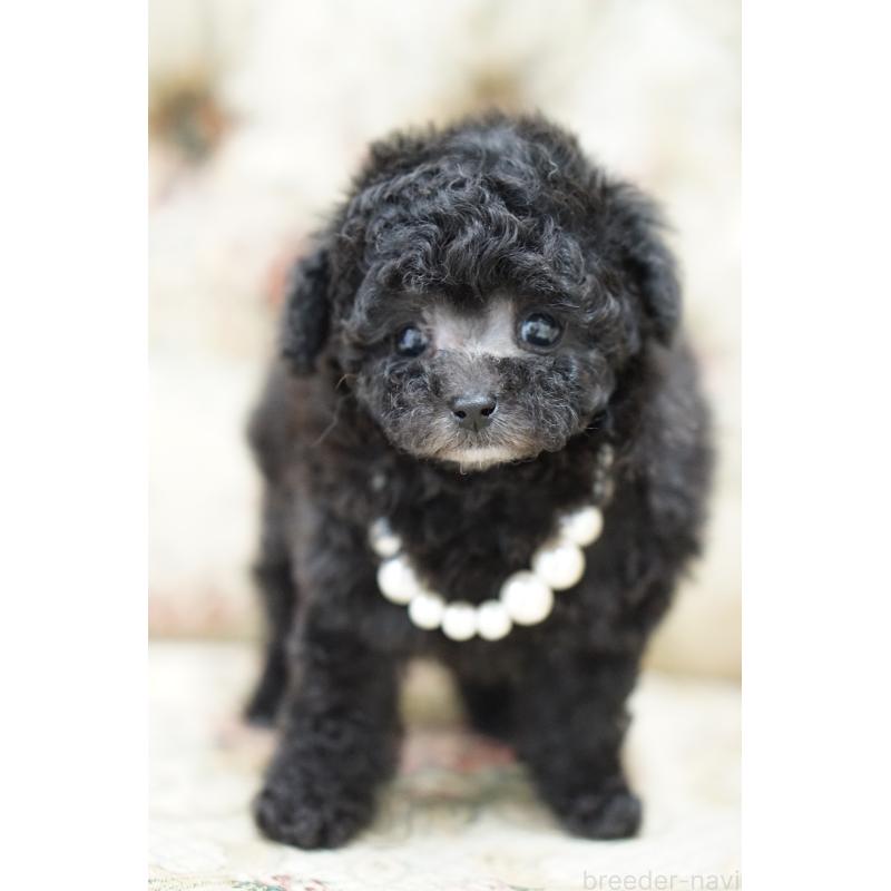 成約済の愛知県のティーカッププードル-432886の4枚目