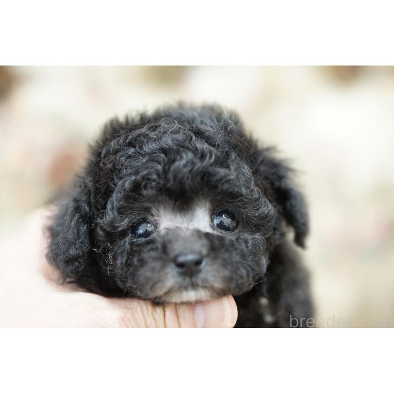 成約済の愛知県のティーカッププードル-432886の2枚目