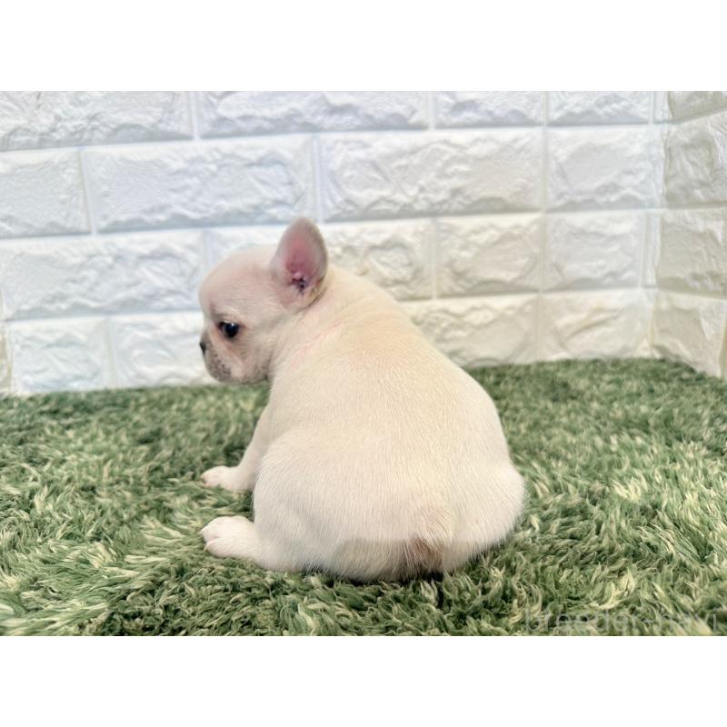 販売中の愛知県のフレンチブルドッグ-434898の2枚目