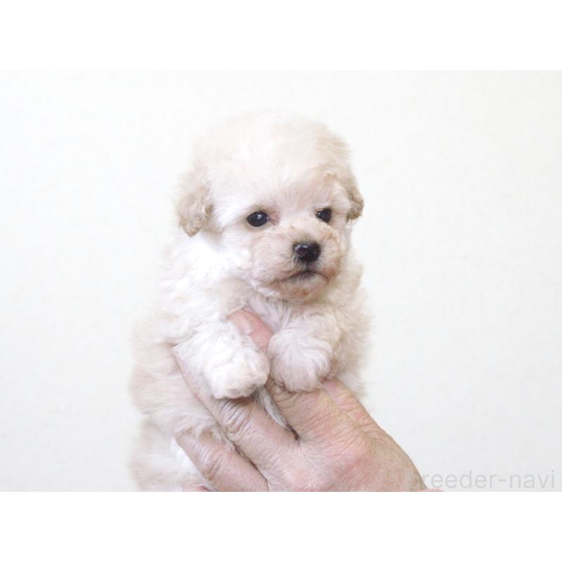 販売中の兵庫県のタイニープードル-434896の7枚目