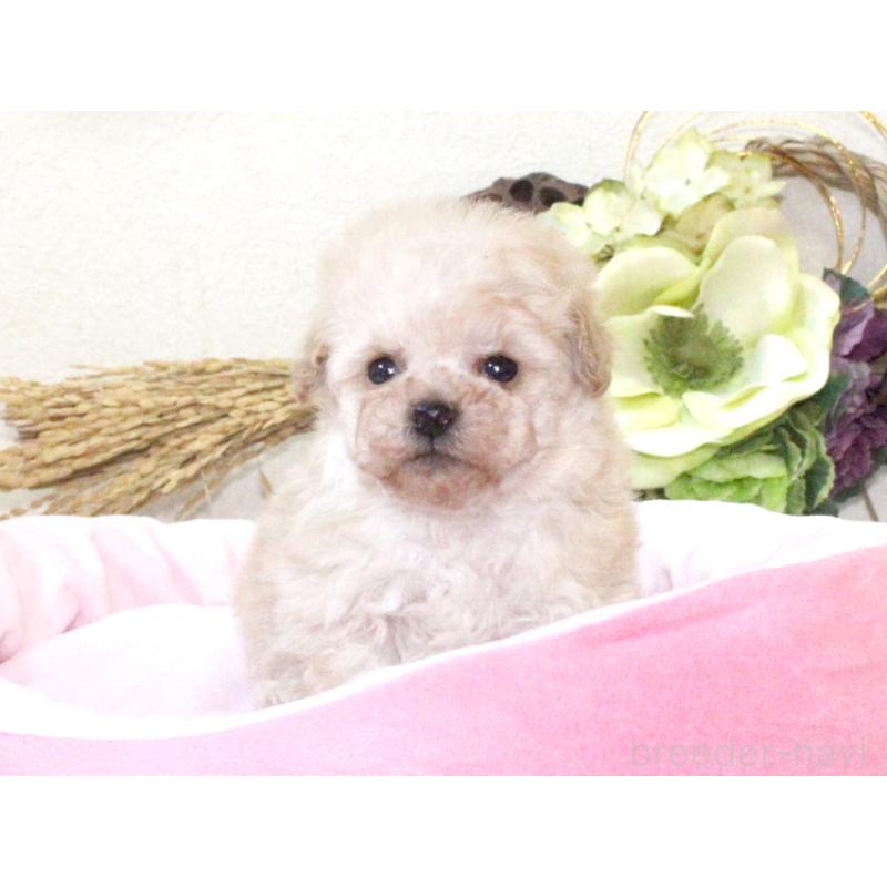 販売中の兵庫県のタイニープードル-434896の6枚目