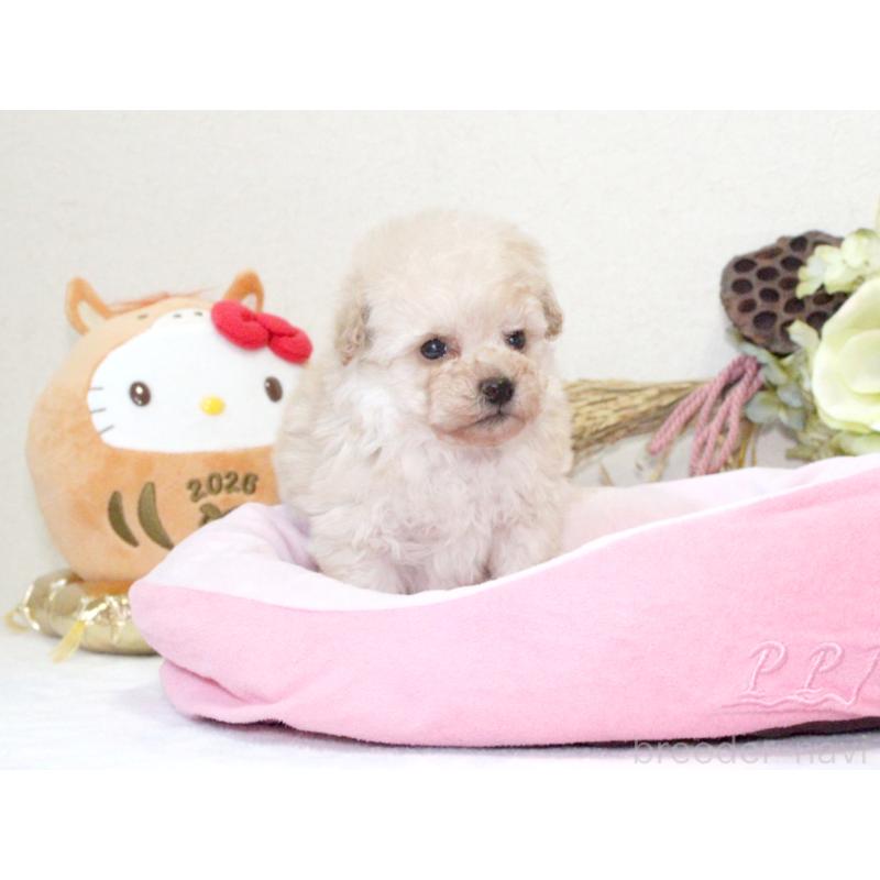 販売中の兵庫県のタイニープードル-434896の5枚目