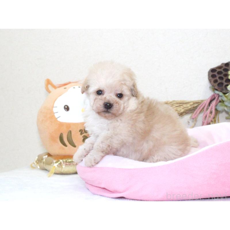 販売中の兵庫県のタイニープードル-434896の4枚目