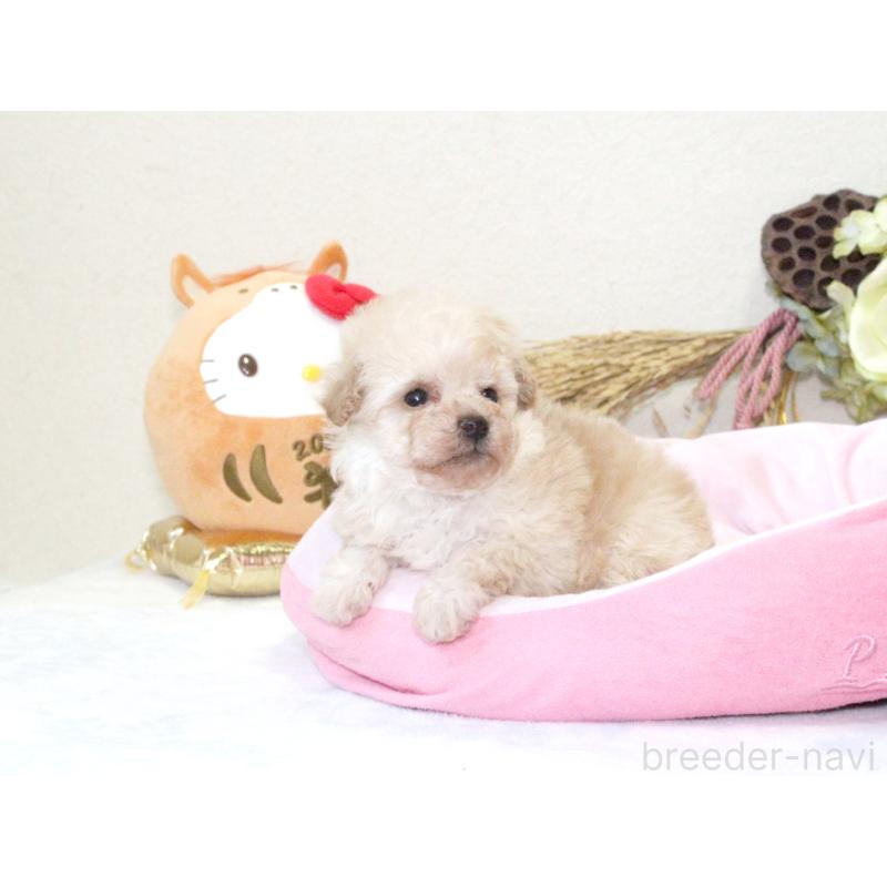 販売中の兵庫県のタイニープードル-434896の3枚目