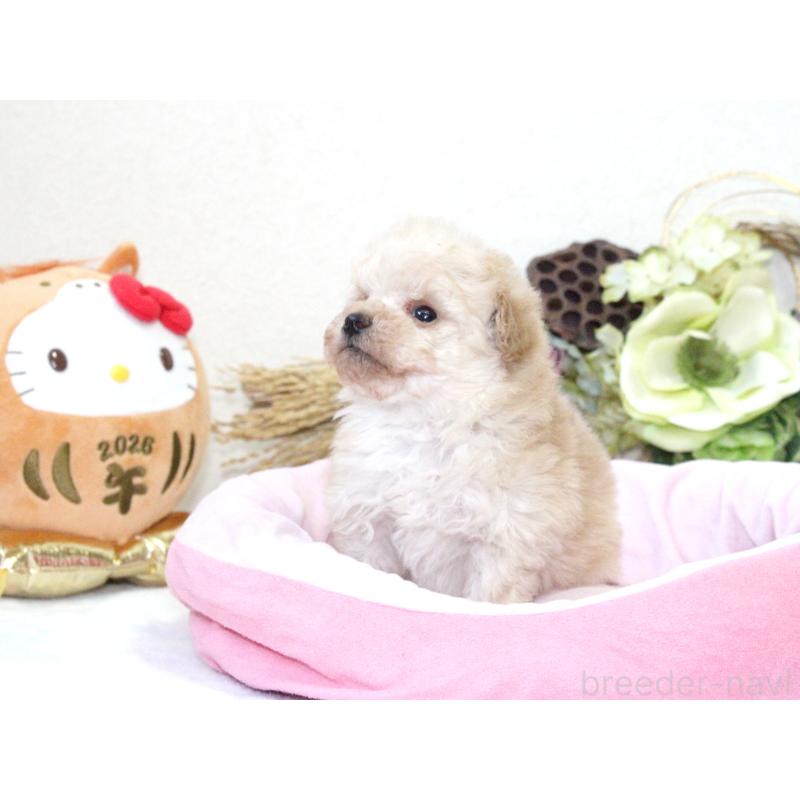 販売中の兵庫県のタイニープードル-434896の2枚目