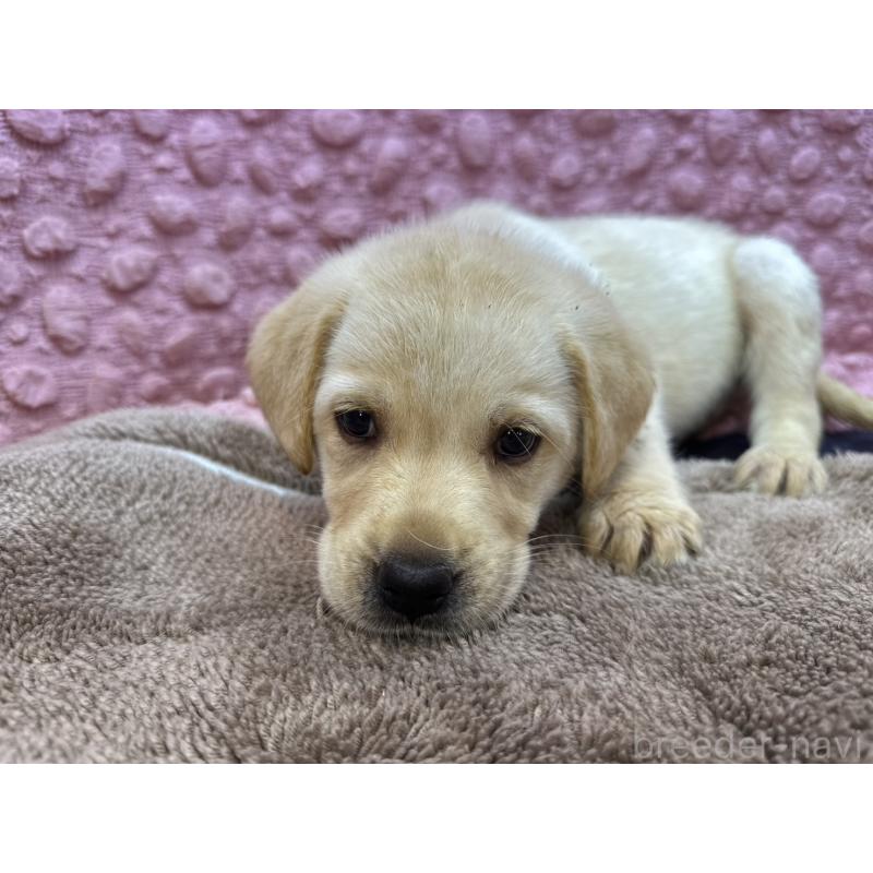 販売中の茨城県のラブラドールレトリーバー-434897の15枚目