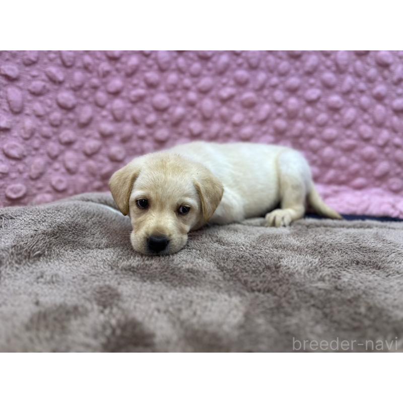販売中の茨城県のラブラドールレトリーバー-434897の14枚目