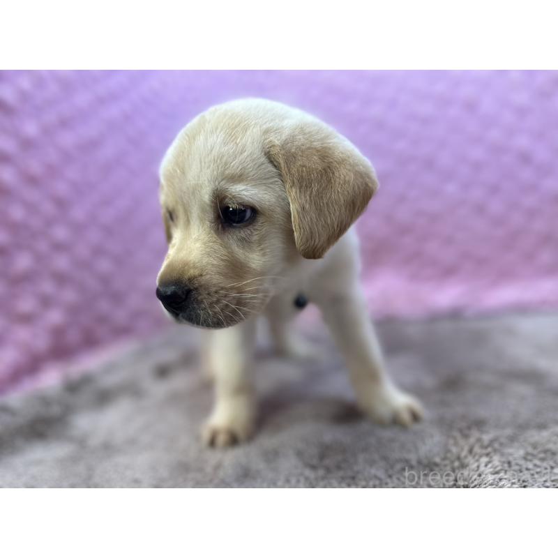 販売中の茨城県のラブラドールレトリーバー-434897の13枚目