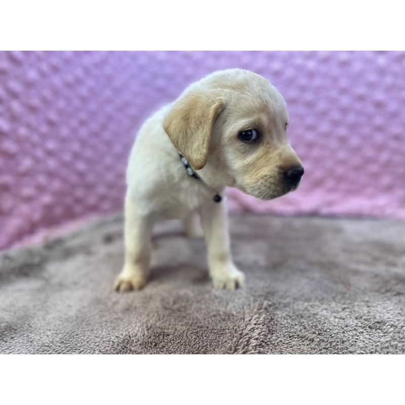 販売中の茨城県のラブラドールレトリーバー-434897の11枚目