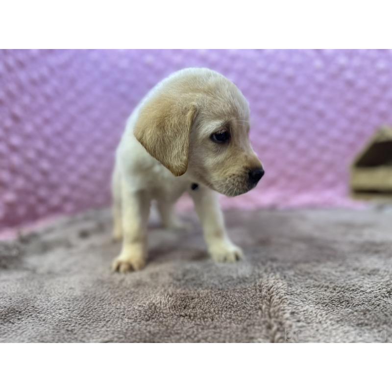 販売中の茨城県のラブラドールレトリーバー-434897の10枚目