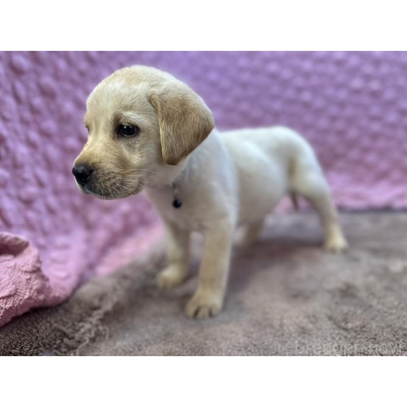 販売中の茨城県のラブラドールレトリーバー-434897の9枚目