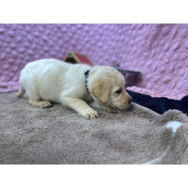 販売中の茨城県のラブラドールレトリーバー-434897の8枚目