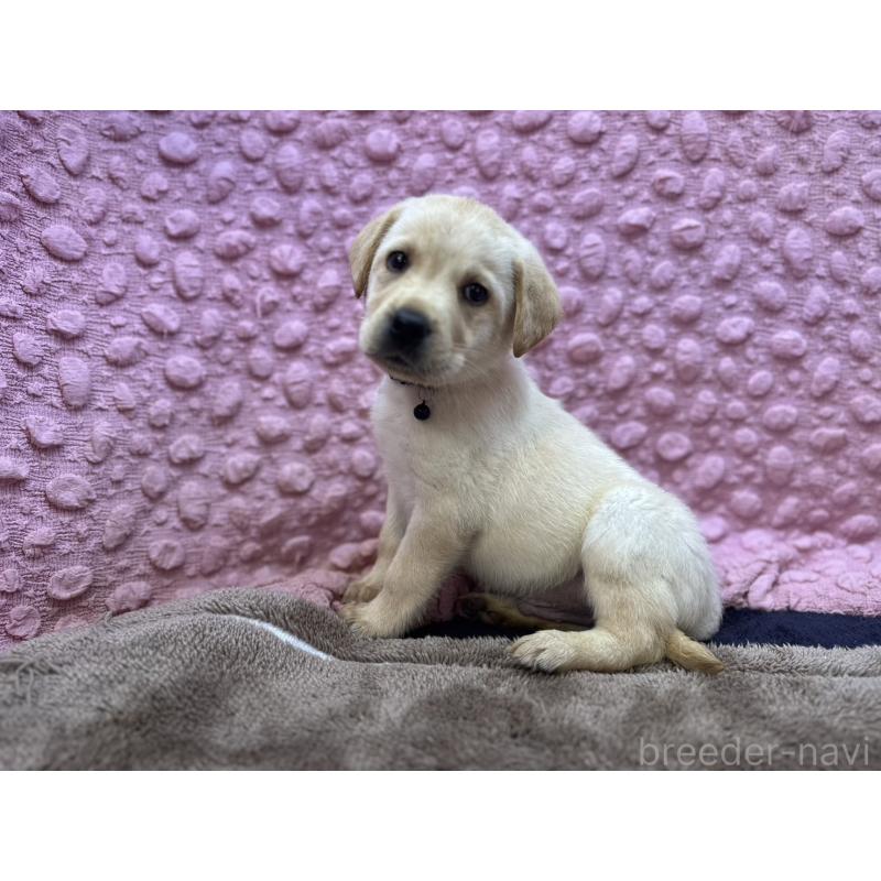 販売中の茨城県のラブラドールレトリーバー-434897の1枚目