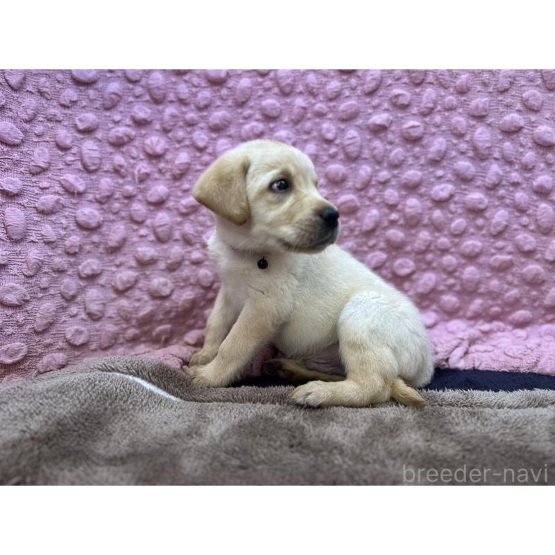 販売中の茨城県のラブラドールレトリーバー-434897の7枚目