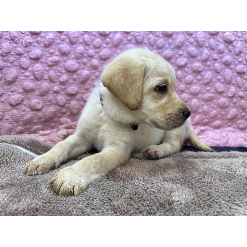 販売中の茨城県のラブラドールレトリーバー-434897の6枚目