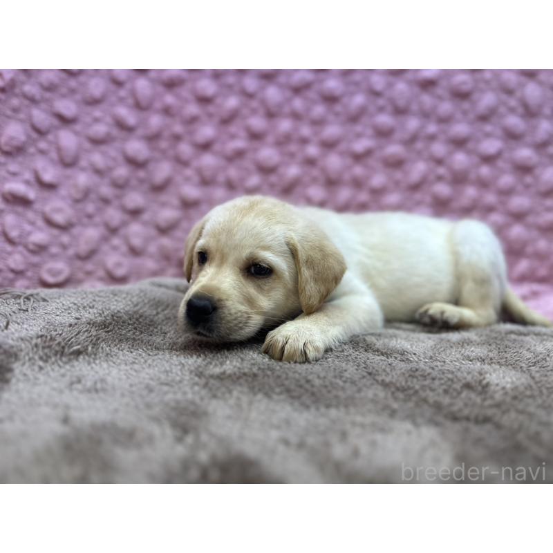 販売中の茨城県のラブラドールレトリーバー-434897の5枚目