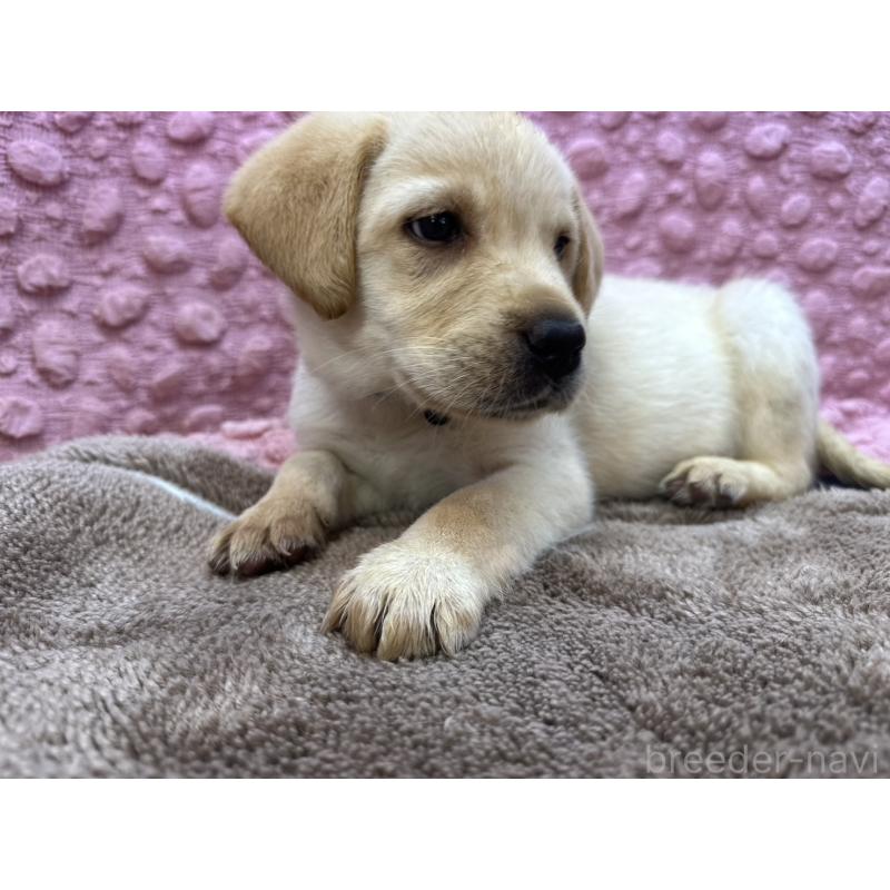 販売中の茨城県のラブラドールレトリーバー-434897の4枚目