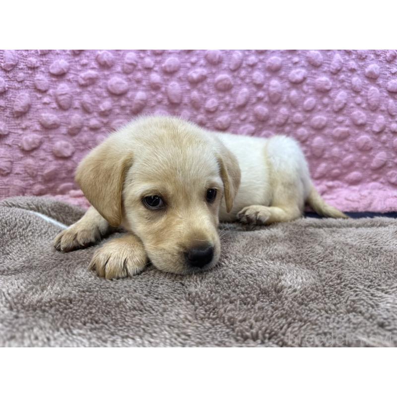 販売中の茨城県のラブラドールレトリーバー-434897の3枚目