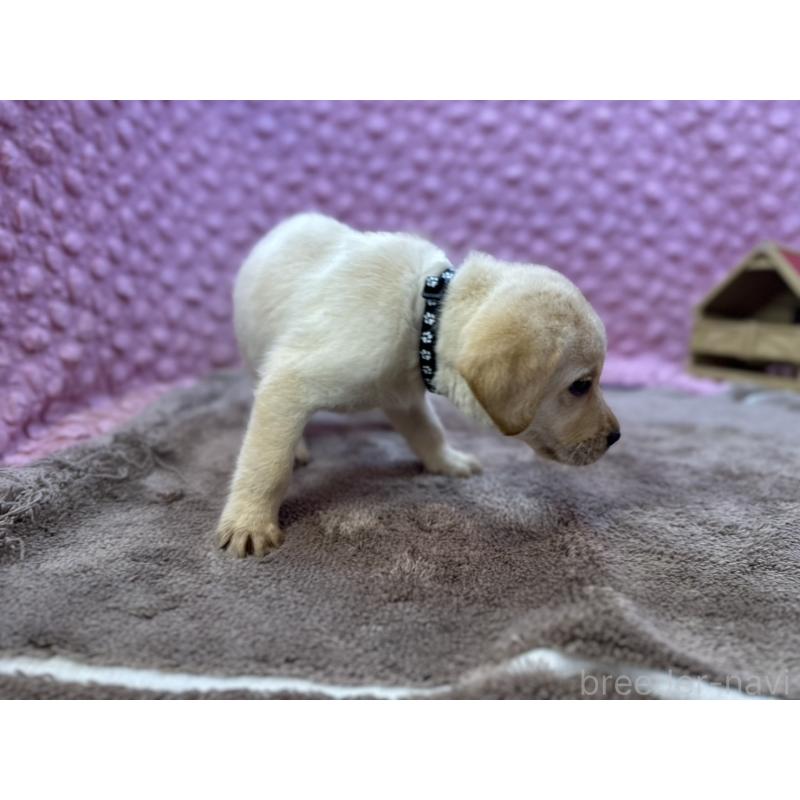 販売中の茨城県のラブラドールレトリーバー-434897の2枚目