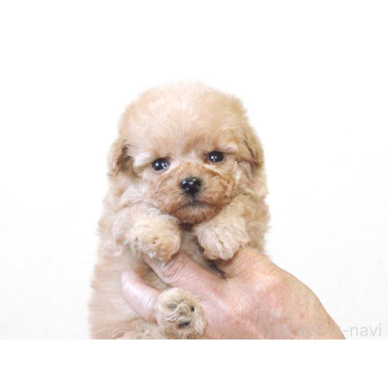 販売中の兵庫県のタイニープードル-434899の7枚目