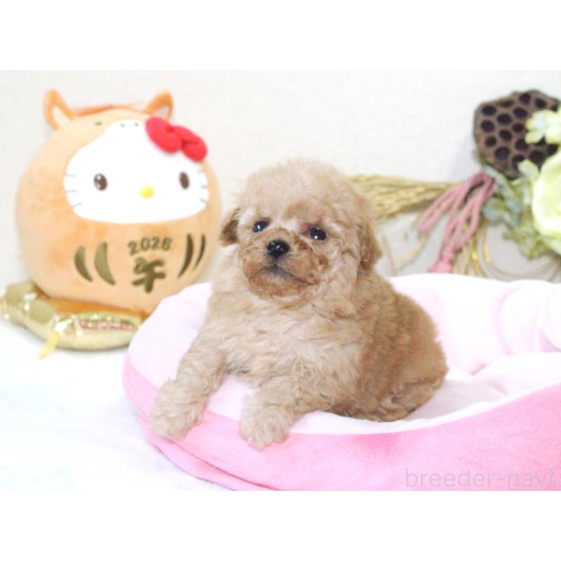販売中の兵庫県のタイニープードル-434899の6枚目