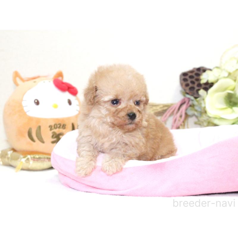 販売中の兵庫県のタイニープードル-434899の5枚目
