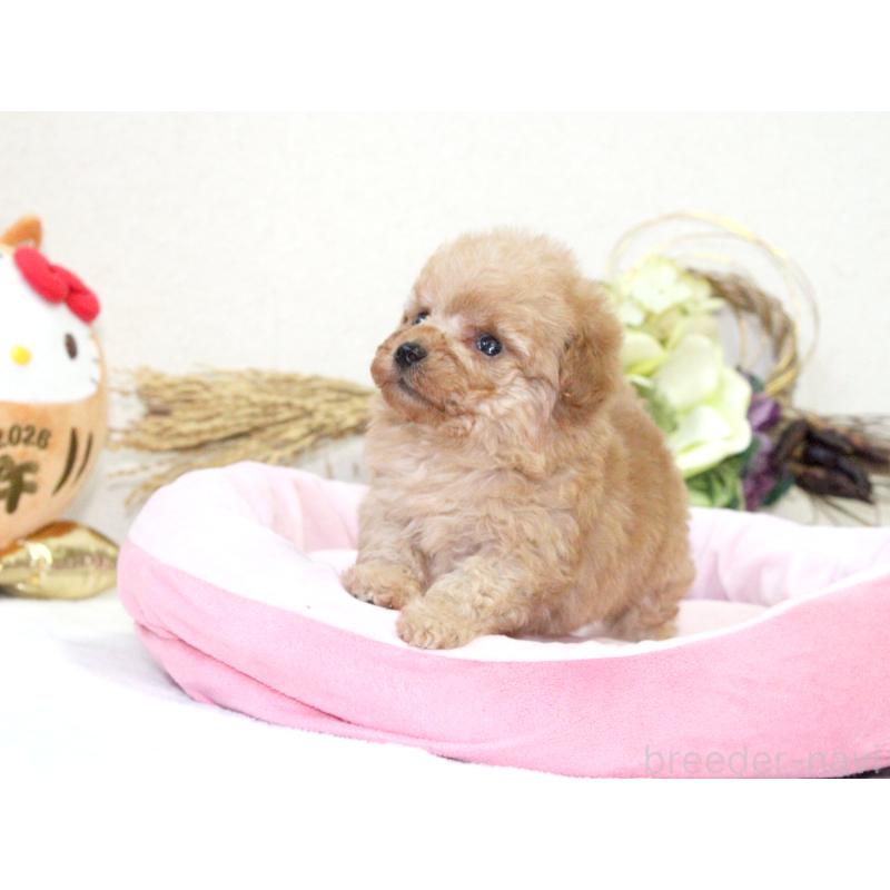 販売中の兵庫県のタイニープードル-434899の4枚目