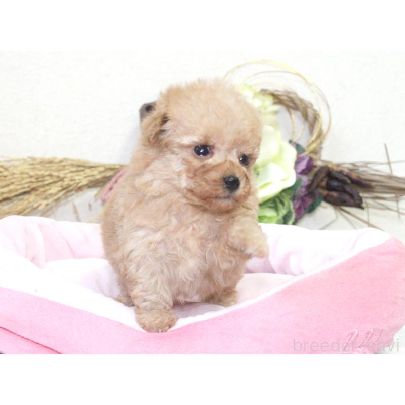 販売中の兵庫県のタイニープードル-434899の3枚目