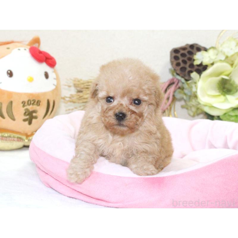 販売中の兵庫県のタイニープードル-434899の2枚目