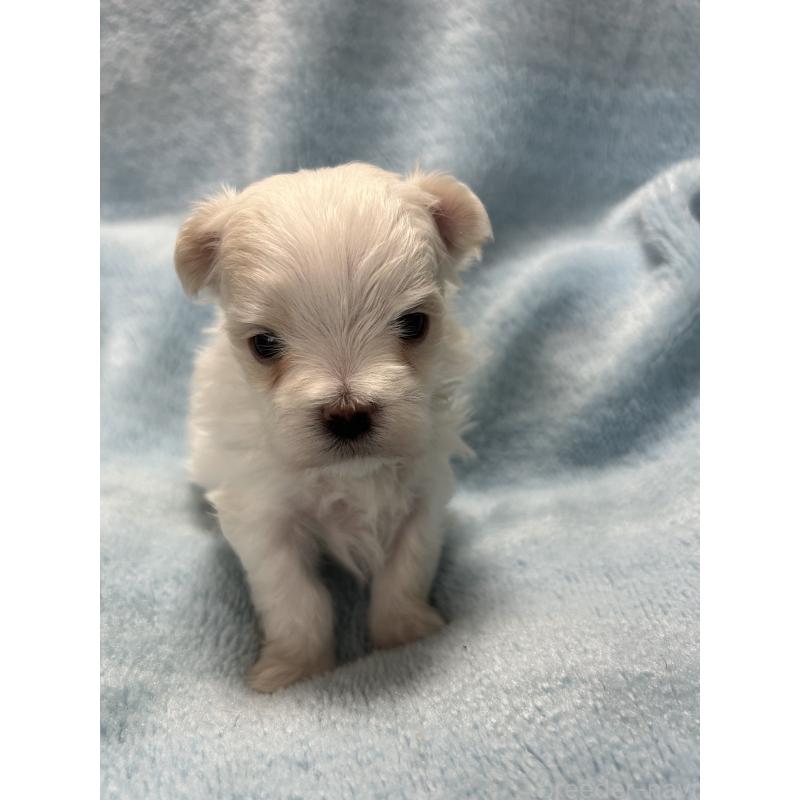 販売中の愛知県のマルチーズ-434901