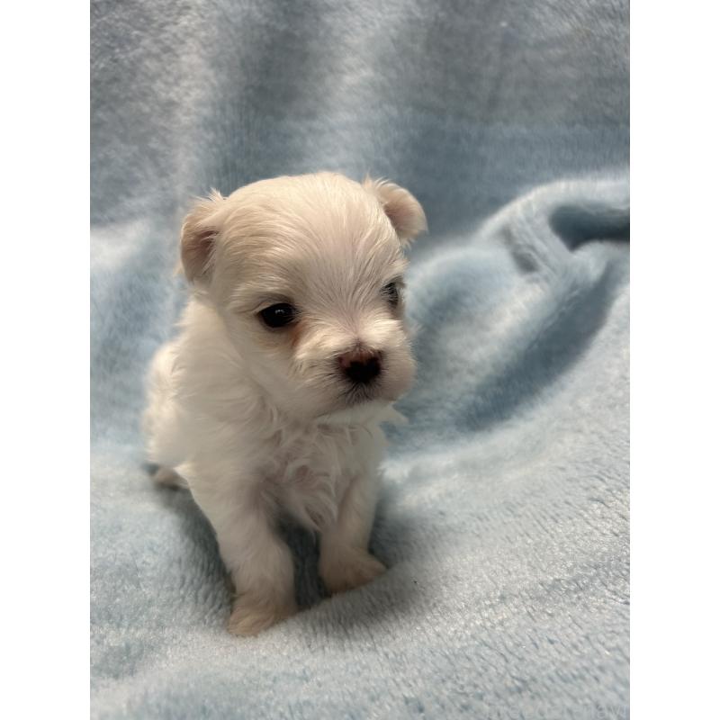 販売中の愛知県のマルチーズ-434901の4枚目