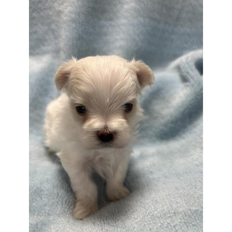 販売中の愛知県のマルチーズ-434901の3枚目