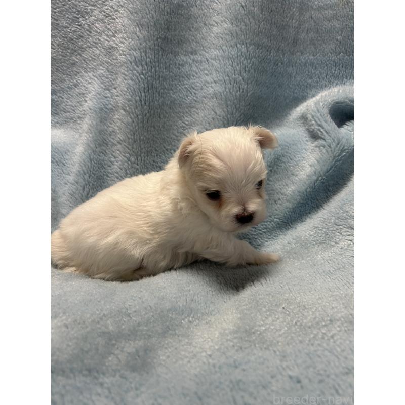 販売中の愛知県のマルチーズ-434901の2枚目