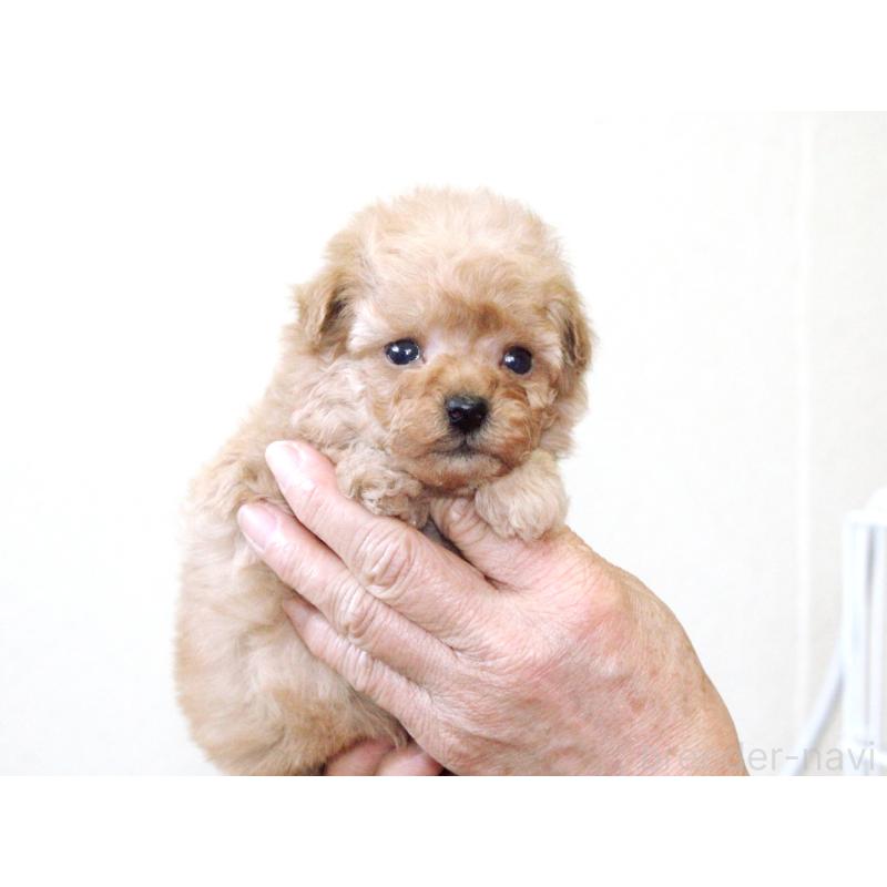 販売中の兵庫県のタイニープードル-434902の7枚目