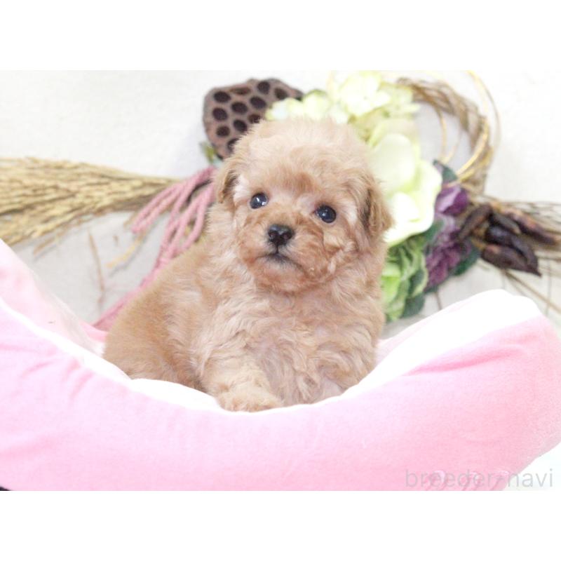 販売中の兵庫県のタイニープードル-434902の6枚目