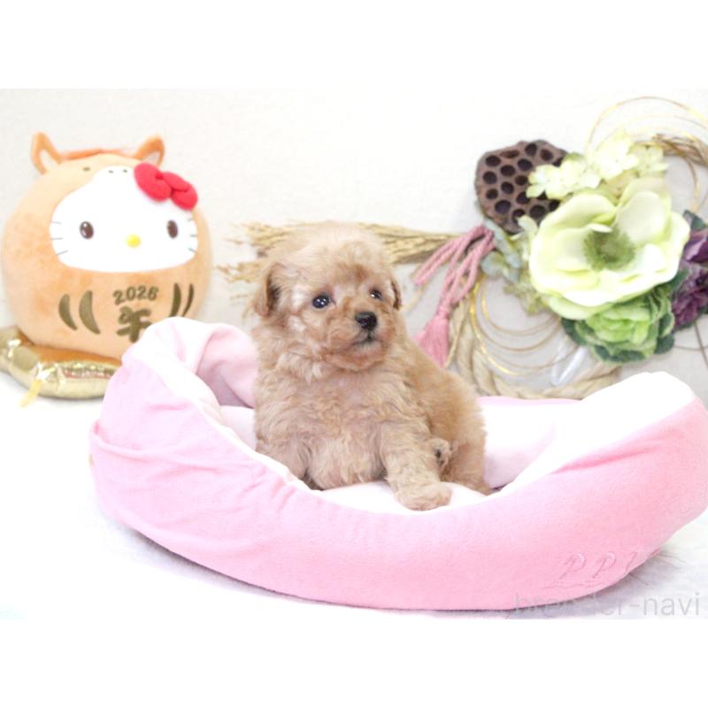 販売中の兵庫県のタイニープードル-434902の5枚目