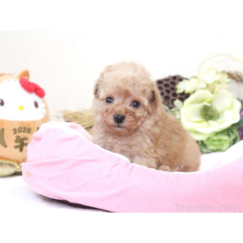 販売中の兵庫県のタイニープードル-434902の4枚目