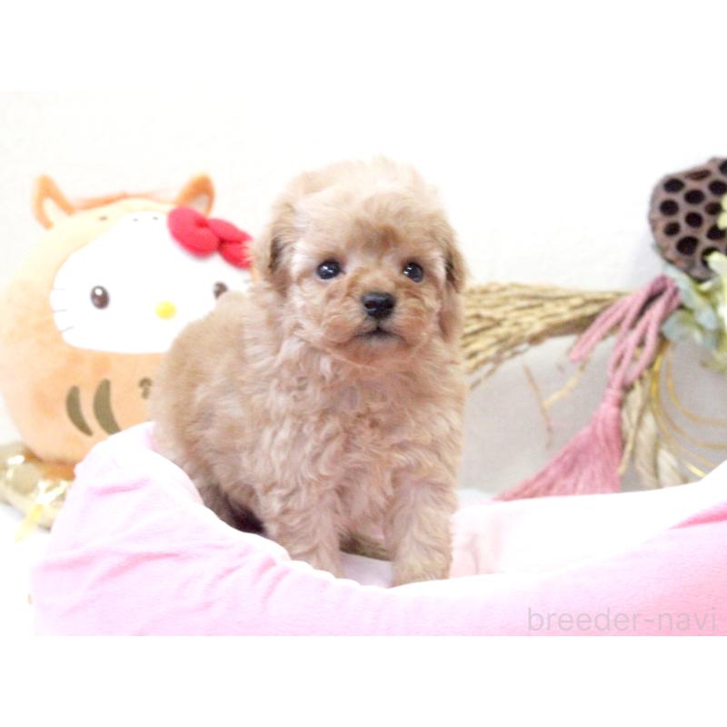 販売中の兵庫県のタイニープードル-434902の3枚目