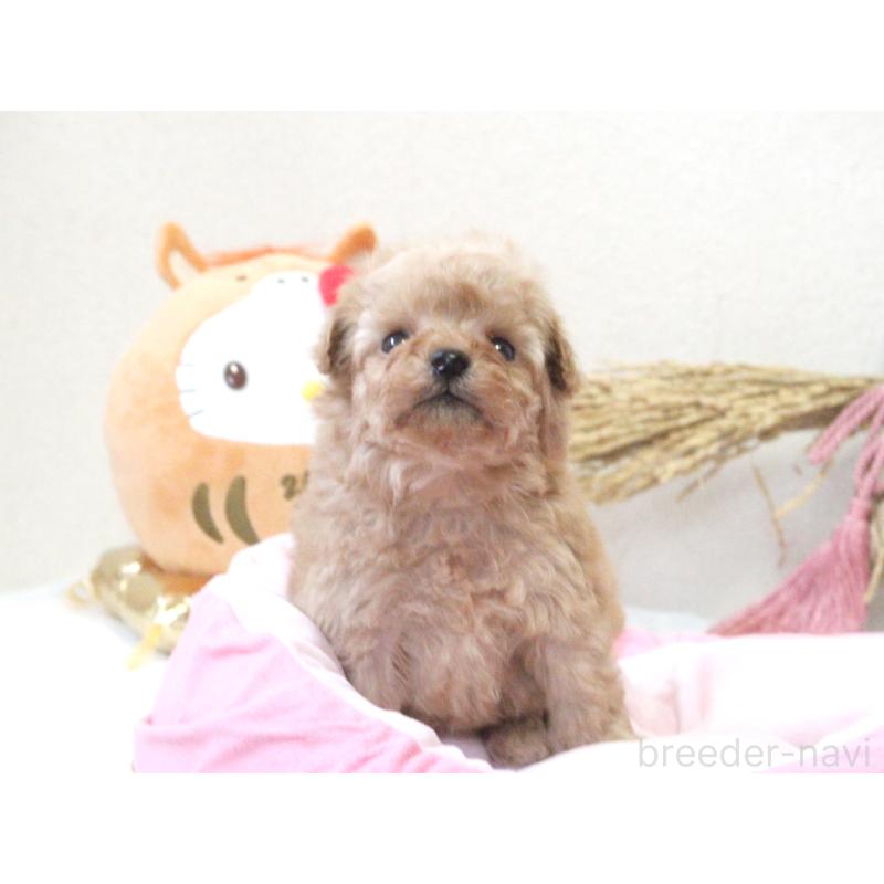 販売中の兵庫県のタイニープードル-434902の2枚目
