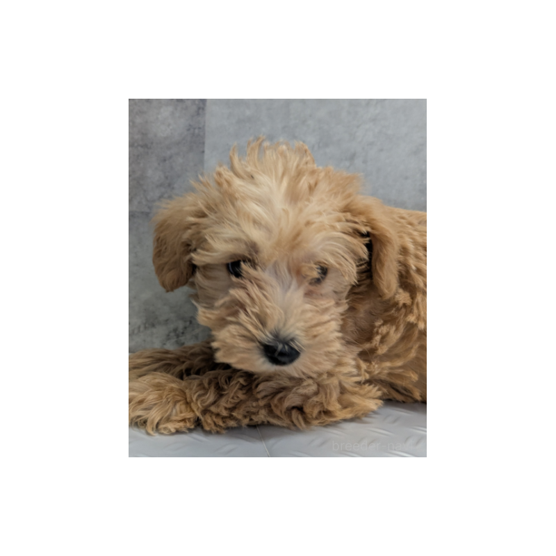 販売中の茨城県のトイプードル-409182の1枚目