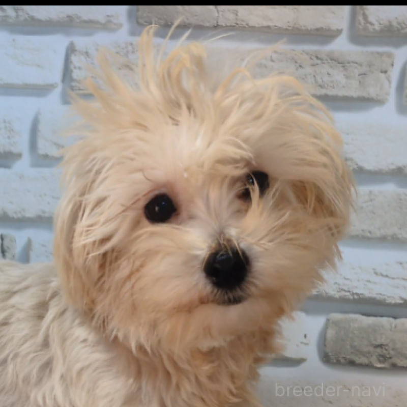 販売中の茨城県のミックス犬-405715の1枚目