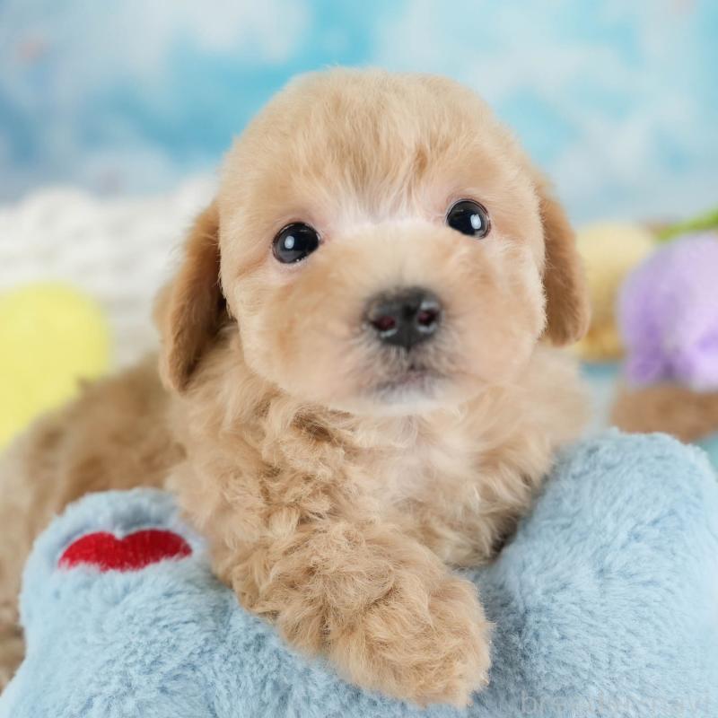 販売中の埼玉県のビションプー:ビションフリーゼ×トイプードル-434905