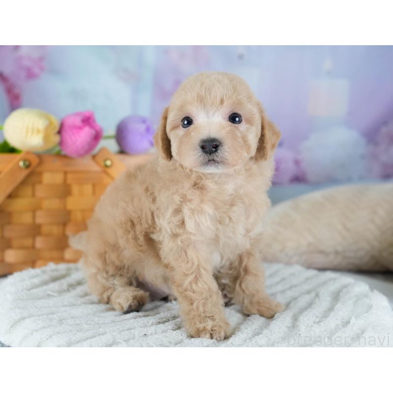 販売中の埼玉県のビションプー:ビションフリーゼ×トイプードル-434905の11枚目