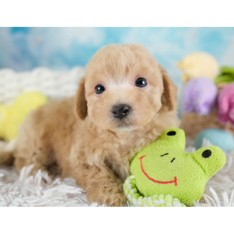 販売中の埼玉県のビションプー:ビションフリーゼ×トイプードル-434905の10枚目