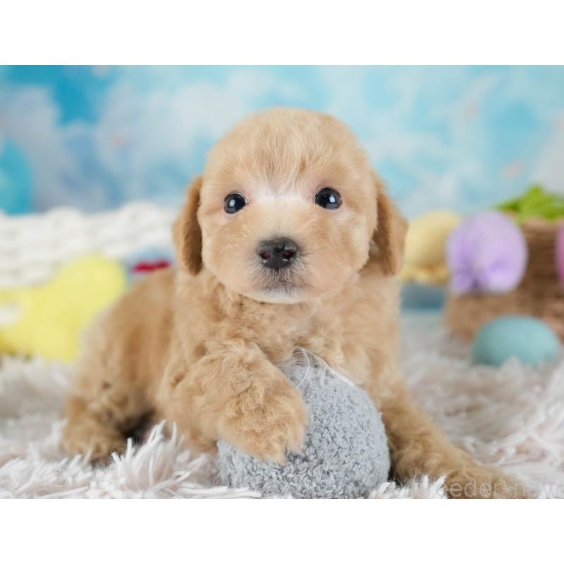 販売中の埼玉県のビションプー:ビションフリーゼ×トイプードル-434905の9枚目