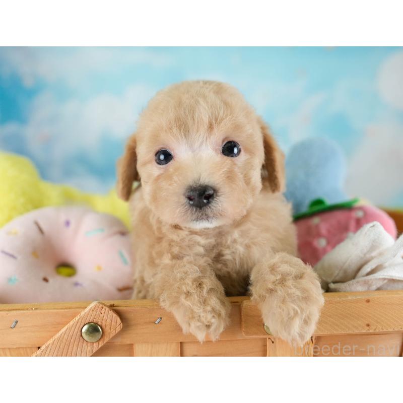 販売中の埼玉県のビションプー:ビションフリーゼ×トイプードル-434905の8枚目