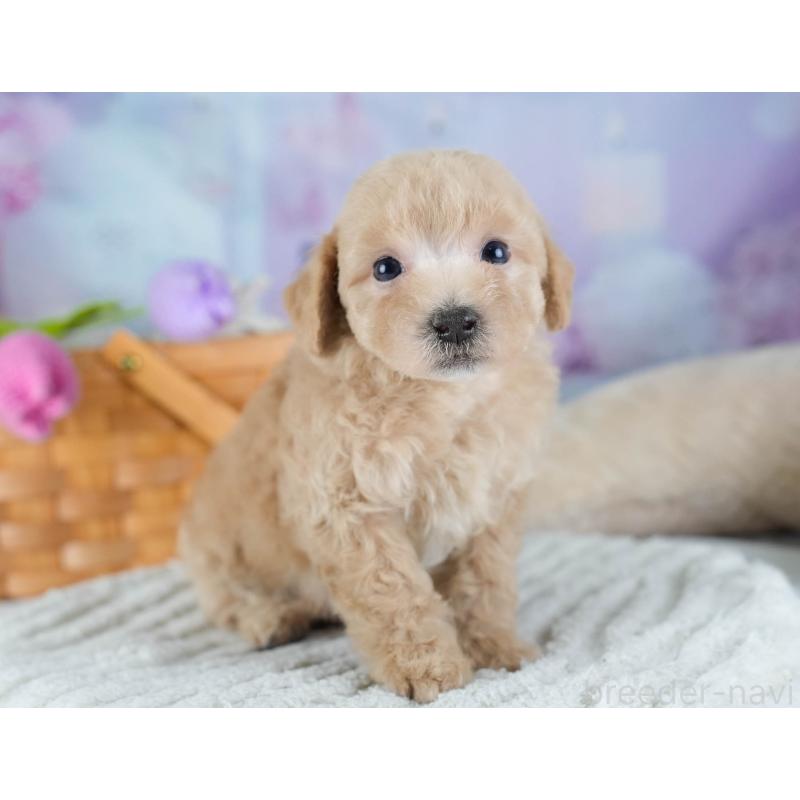 販売中の埼玉県のビションプー:ビションフリーゼ×トイプードル-434905の7枚目