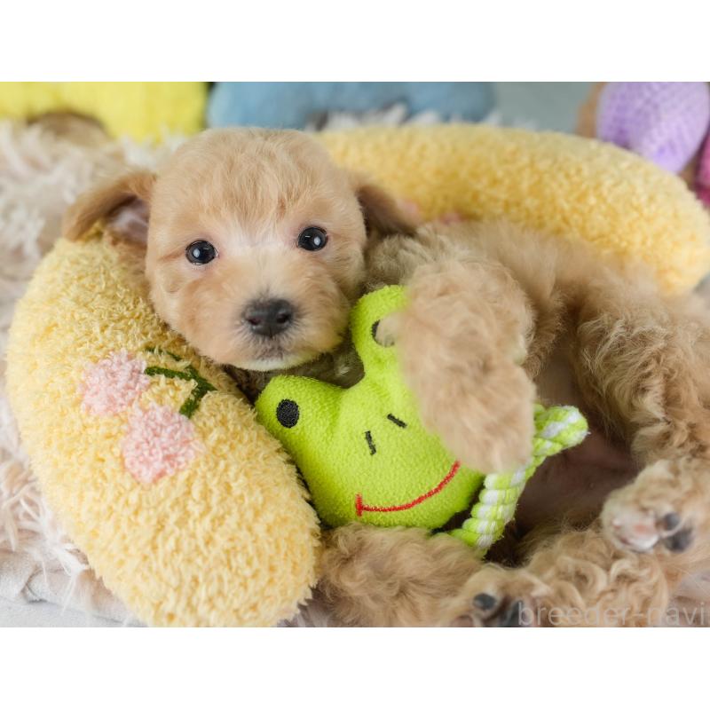 販売中の埼玉県のビションプー:ビションフリーゼ×トイプードル-434905の6枚目