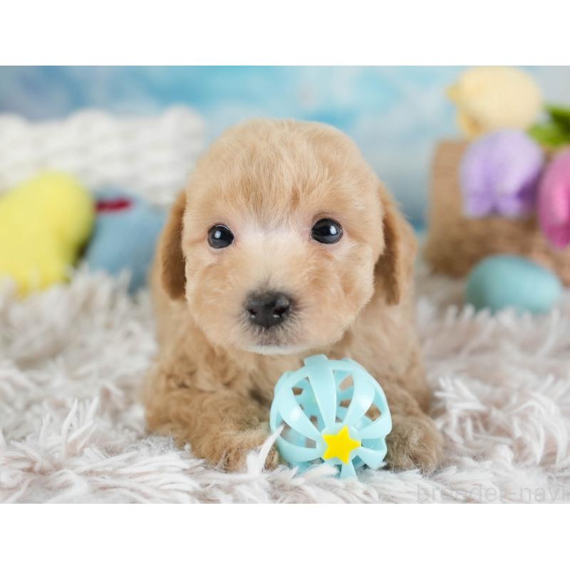 販売中の埼玉県のビションプー:ビションフリーゼ×トイプードル-434905の5枚目