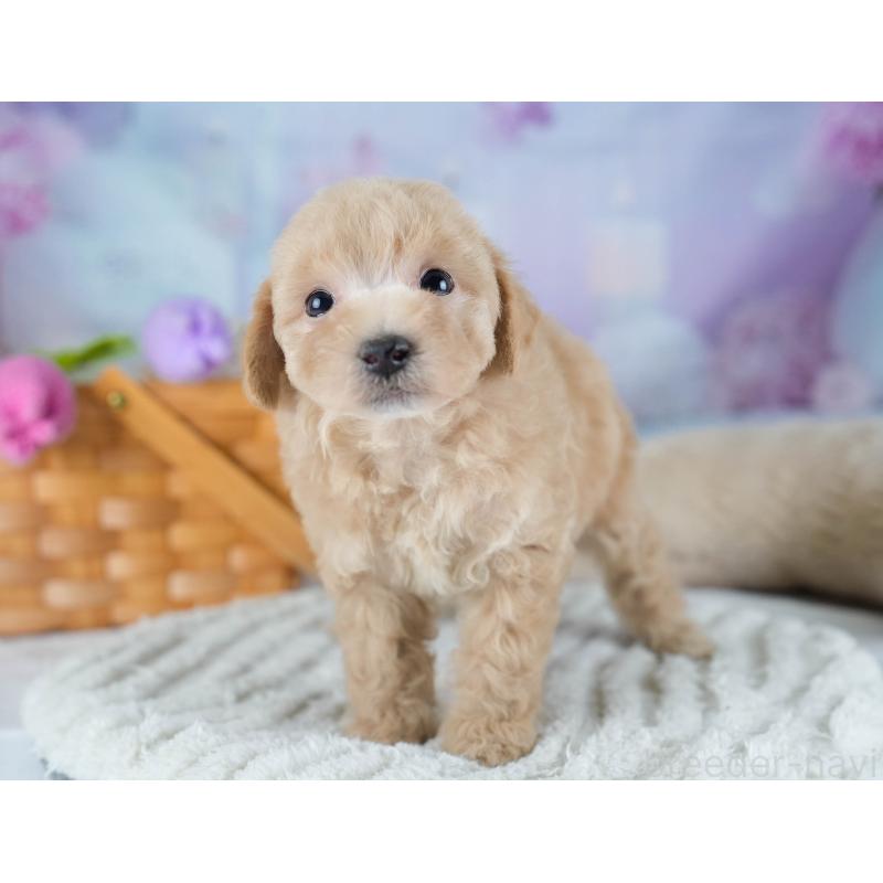 販売中の埼玉県のビションプー:ビションフリーゼ×トイプードル-434905の4枚目